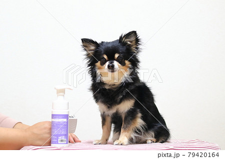 犬のブラッシングをする女性 グルーミング チワワ 犬のブラッシングをする女性 グルーミング チワワ 79420164