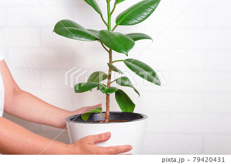 Woman holding white pot with large plant.  79420431