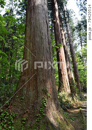 羽黒山の杉並木 79420514