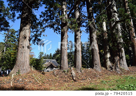 羽黒山の杉並木 79420515