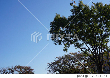 木と空 木と空 79421071