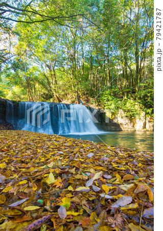大分県竹田市の狸穴の滝の紅葉 79421787