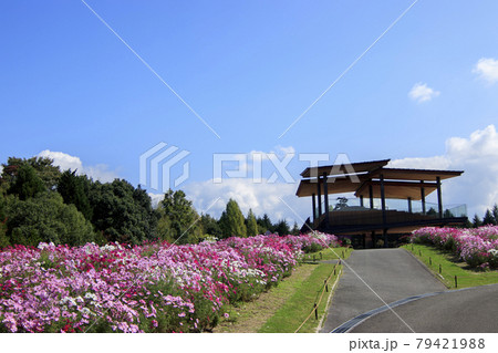 秋晴れの空に映えるコスモス畑 秋晴れの空に映えるコスモス畑 79421988