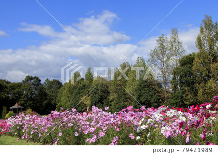 秋晴れの空に映えるコスモス畑 79421989