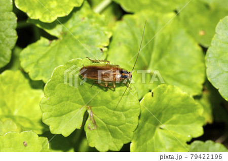 モリチャバネゴキブリ 79422196