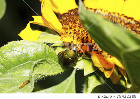 ヒマワリの花びらを食べるアオドウガネの写真素材