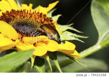 ヒマワリの花びらを食べるアオドウガネ 79422298