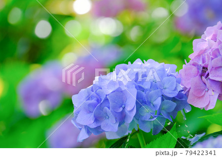 カラフル紫陽花 79422341