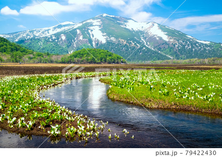 至仏山と水芭蕉2 至仏山と水芭蕉2 79422430