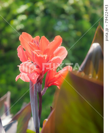 鮮やかな赤いカンナ 79422443