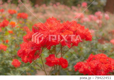 深紅のバラ 79422451