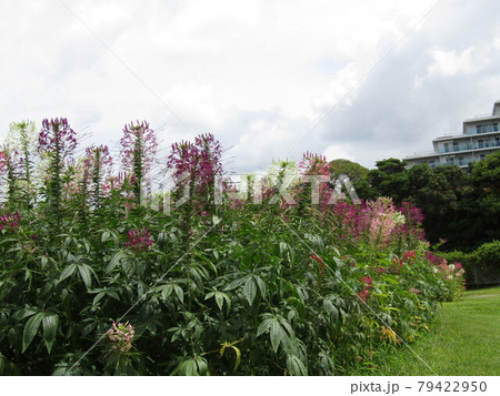 クレオメの紫色と白色の花 79422950