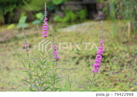 ミソハギの花 ミソハギの花 79422998