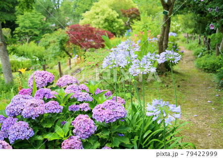 アガパンサスの花 アガパンサスの花 79422999