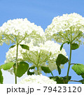 アジサイと青空 79423120