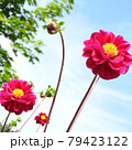 花と青空 79423122