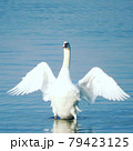 河口湖の白鳥 79423125