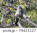 野鳥 79423127