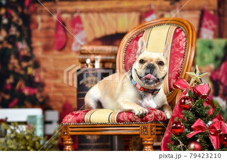 クリスマス背景でおすましするフレンチブルドッグ 79423210