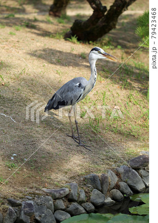 オオアオサギ 79423468