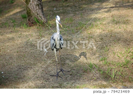 オオアオサギ 79423469