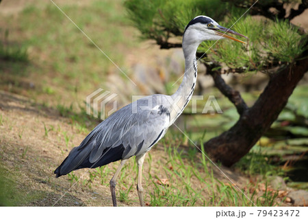 オオアオサギ オオアオサギ 79423472