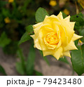 6月の一輪の黄色のバラ 79423480