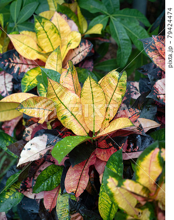 クロトン　アケボノ 79424474