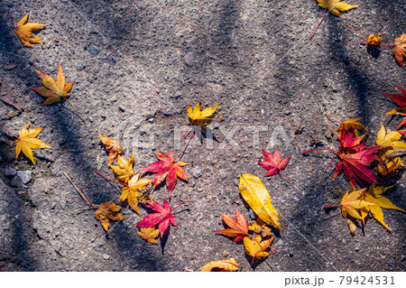 【秋イメージ】鮮やかな紅葉 79424531