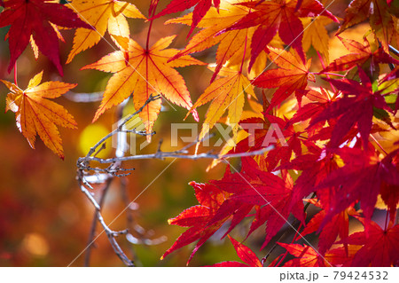 【秋イメージ】鮮やかな紅葉 79424532