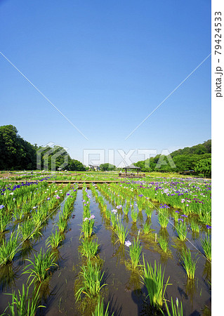 菖蒲が咲く狭山丘陵北山公園　カラフルなハナショウブと青空と緑 79424533