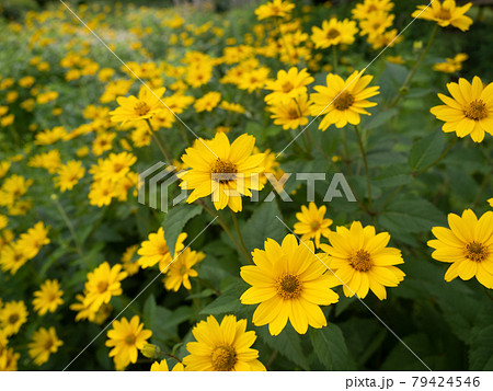 キクイモモドキ 79424546