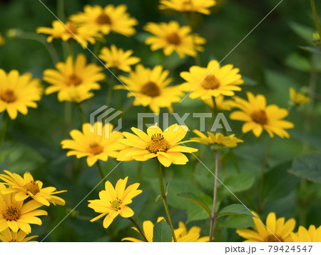 キクイモモドキ 79424547