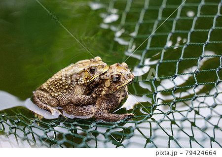 The couple toad is love on the net in garden The couple toad is love on the net in garden 79424664