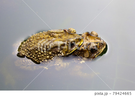 The couple toad is love on the net in garden The couple toad is love on the net in garden 79424665