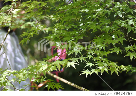下鴨神社で葵祭を撮る人 79424767
