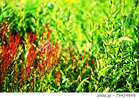 植物”スイバ”　タデ科 79424849