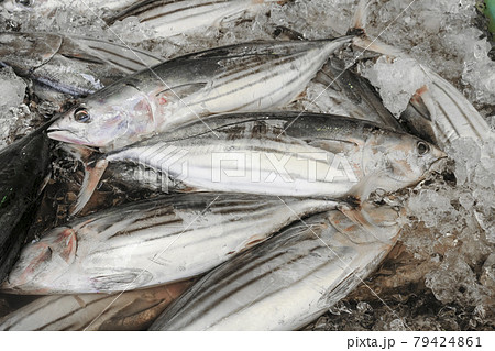 市場に並んだ初鰹 79424861