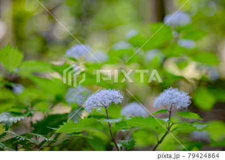梅雨時期山の小可憐な花を咲かせる小紫陽花 梅雨時期山の小可憐な花を咲かせる小紫陽花 79424864
