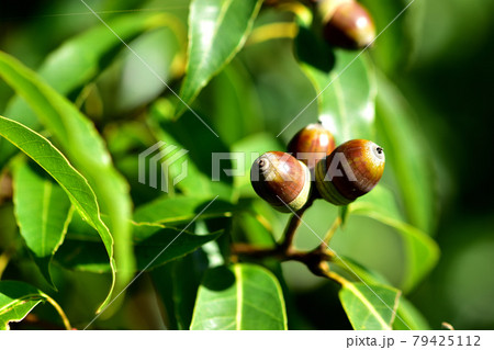 どんぐりの実（シラカシ） 79425112