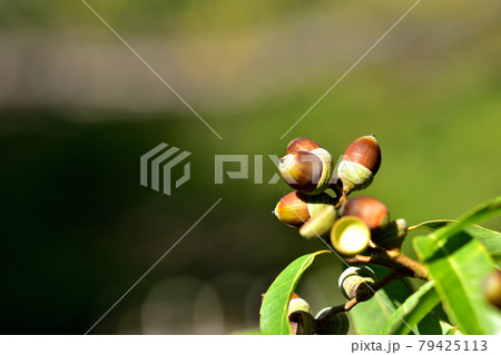 どんぐりの実（シラカシ） 79425113