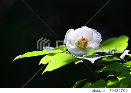 ナツツバキ 79425706