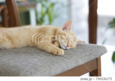 ねこちゃん親子の日常風景 ねこちゃん親子の日常風景 79426275