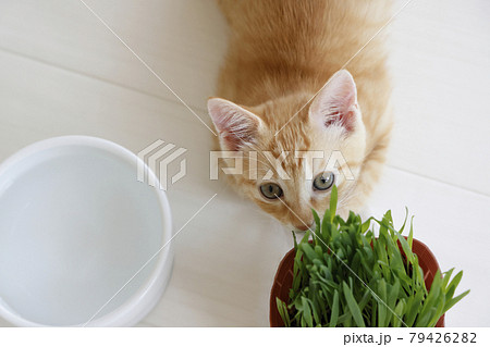 ねこちゃん親子の日常風景 79426282