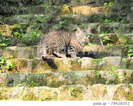 北九州仏舎利塔の階段を登っているキジトラ猫　福岡県北九州市若松区修多羅 79426351