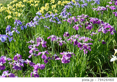潮来の花菖蒲、端午の節句、日本人の心象風景 潮来の花菖蒲、端午の節句、日本人の心象風景 79426460