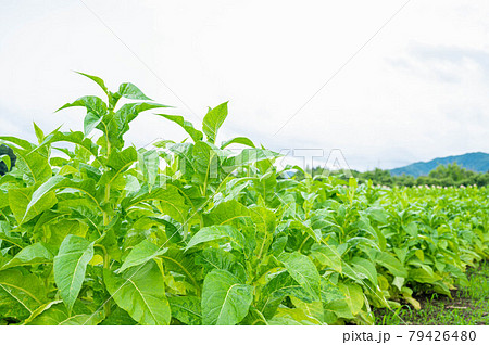 タバコ畑 タバコ畑 79426480