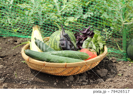 夏野菜の収穫 夏野菜の収穫 79426517