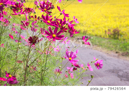 収穫前の稲と傍らに咲くコスモス 79426564