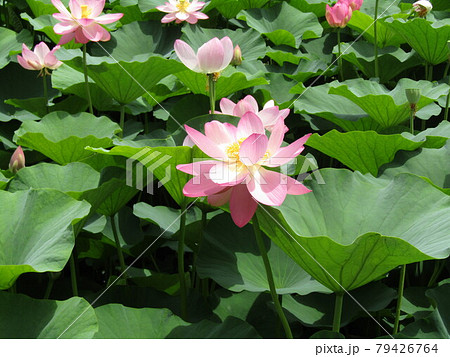 開花した千葉公園のオオガハスの桃色の花 79426764